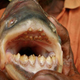 Illustration for article titled Meet the Ball Cutter fish, the piranha-cousin nicknamed for exactly what you think